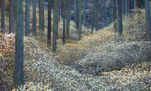「栃木県　ミツマタの花」など、春の風景壁紙を公開！