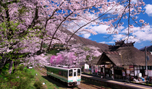 「福島県　桜の湯野上温泉駅」など、春の風景壁紙を公開！