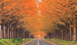 「滋賀県 紅葉のメタセコイア並木」など、秋の風景壁紙を公開！