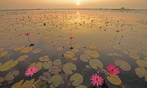 「タイのハス畑」など、世界の風景壁紙を公開！