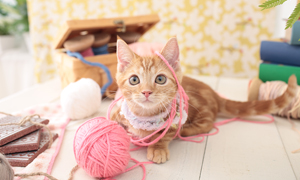 「マンチカン」など、動物の壁紙を公開！