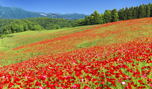 「埼玉県　ポピー咲く丘」など、「春の風景壁紙」（3枚）を公開！