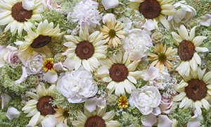 「ヒマワリとシャクヤクの花コラージュ」など、花の壁紙を公開！