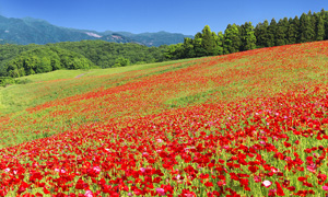 「埼玉県　ポピー咲く丘」など、「春の風景壁紙」（3枚）を公開！