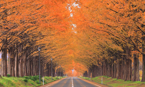「滋賀県 紅葉のメタセコイア並木」など、秋の風景壁紙を公開！