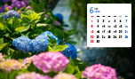 2025年6月の写真カレンダー「あじさい」の壁紙を公開！