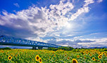「富山県　ひまわり畑」など、「夏の風景壁紙」（3枚）を公開！